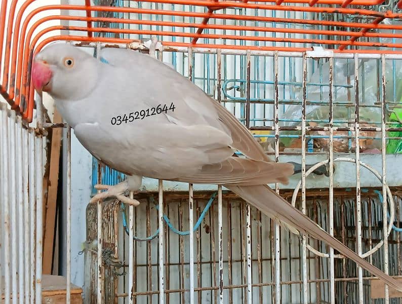 Silver Ringneck Female Adult Breeding 3