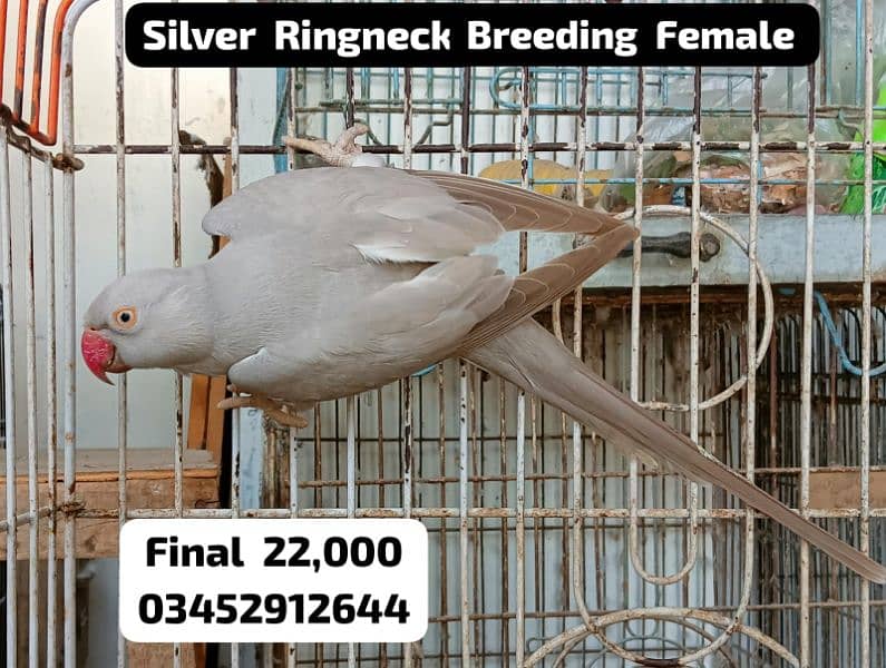 Silver Ringneck Female Adult Breeding 4