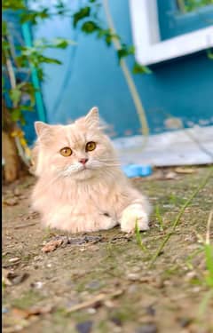 Persian cat 0