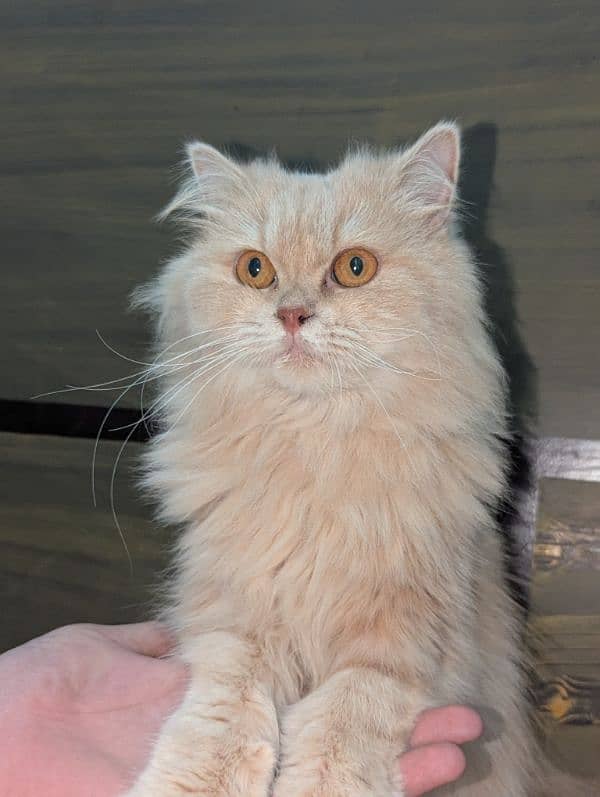 Persian cat 1