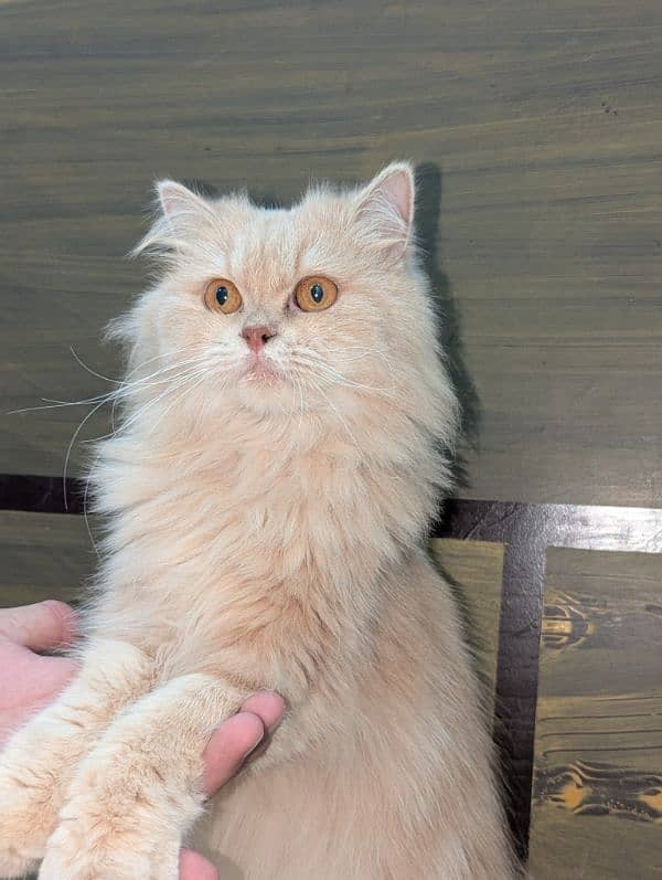 Persian cat 2