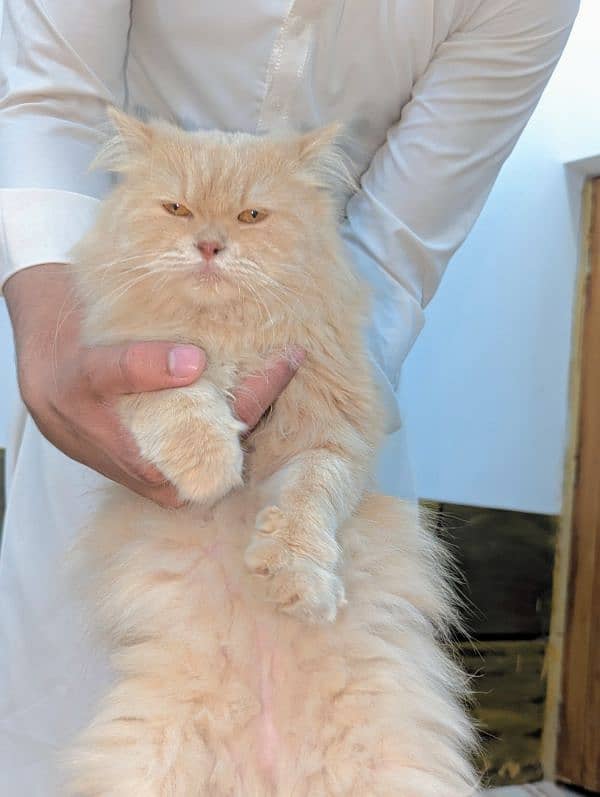 Persian cat 3