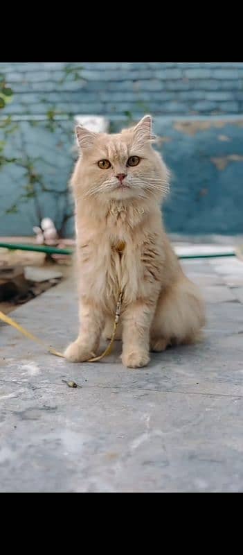 Persian cat 4