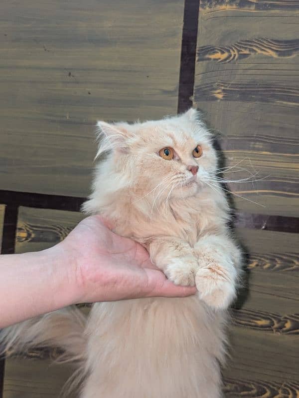 Persian cat 5