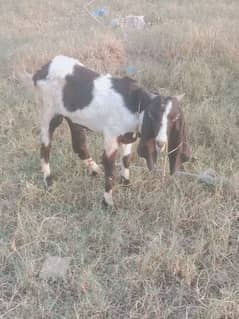 Bakra and Goats with kid for sale