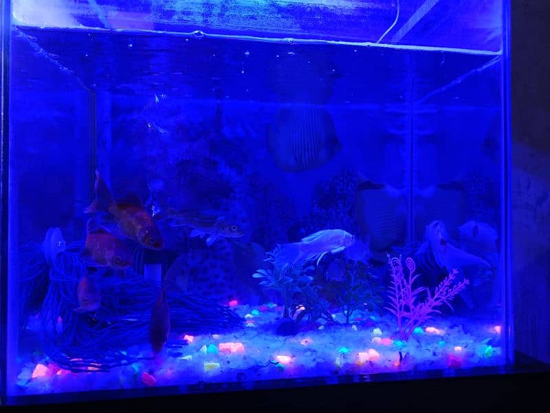 10 Shubunkin Goldfish with aquarium 0