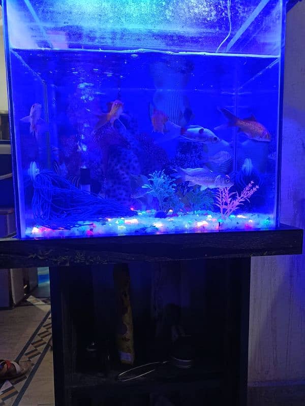 10 Shubunkin Goldfish with aquarium 1