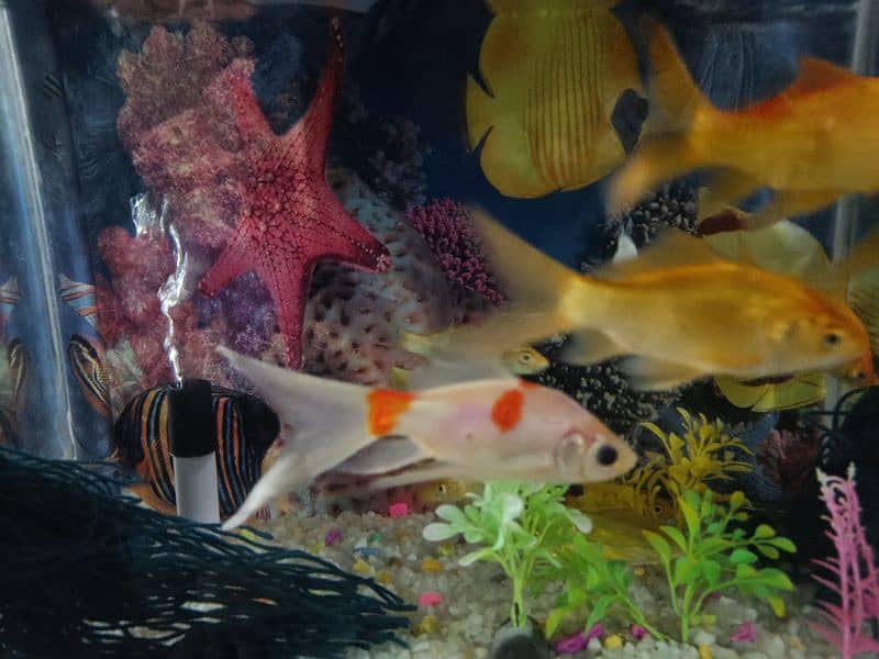 10 Shubunkin Goldfish with aquarium 4