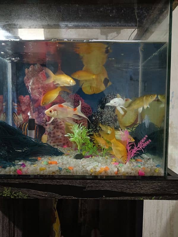 10 Shubunkin Goldfish with aquarium 5