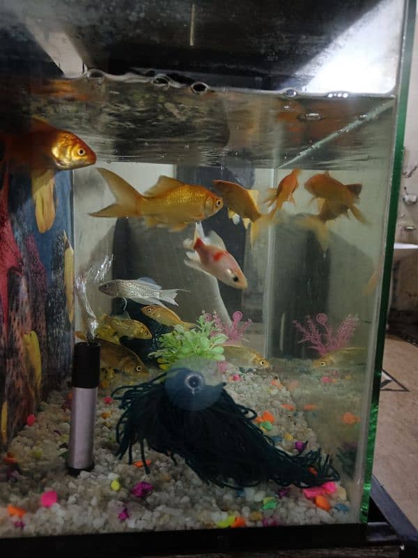 10 Shubunkin Goldfish with aquarium 6