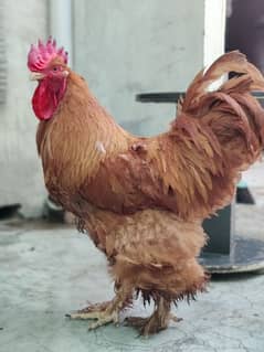 healthy and active trio golden buff hens available