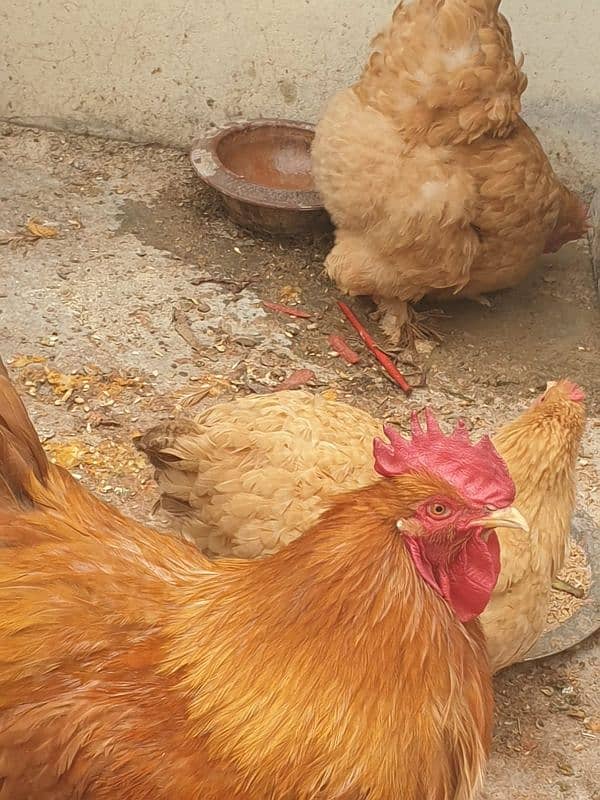 healthy and active trio golden buff hens available 1