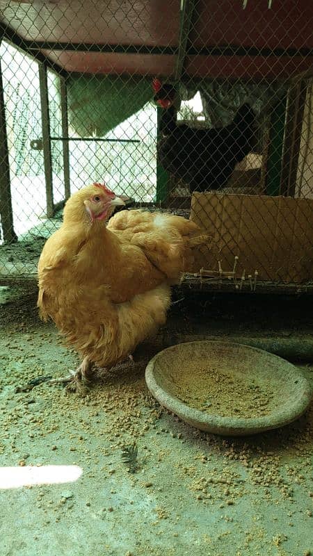 healthy and active trio golden buff hens available 2