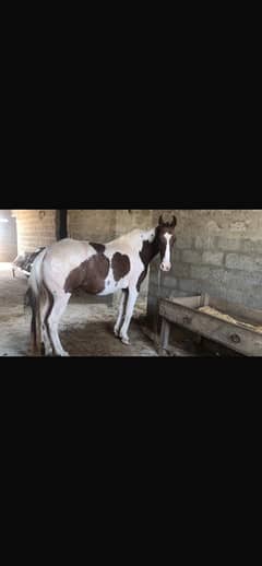 11 mon pregnant  horse