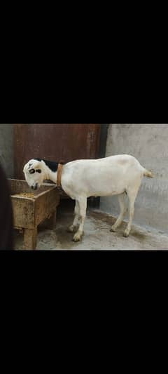 Teddi Bakri for sale