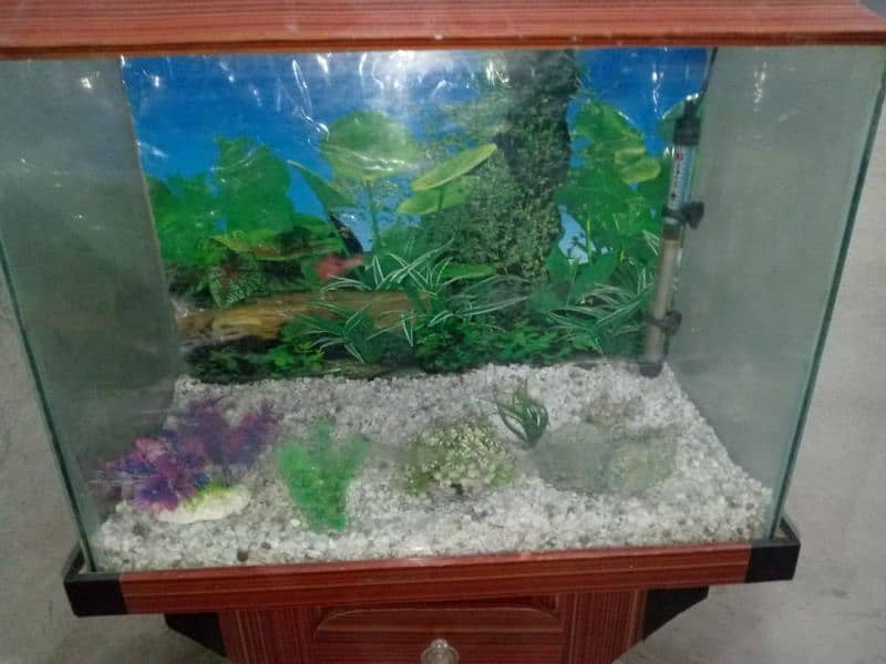 Fish Aquarium with all accessory 1