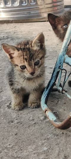 Persian kitten