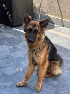 Female GSD for Sale