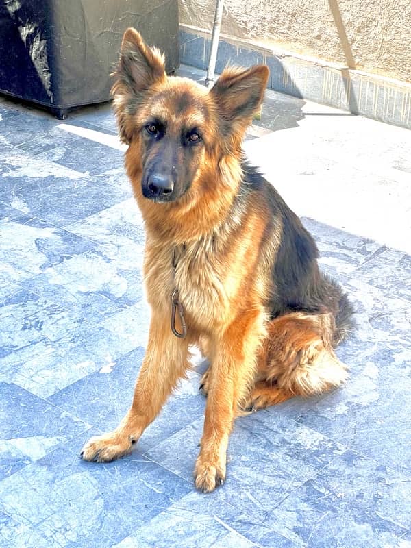 Female GSD for Sale 1