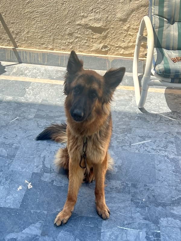 Female GSD for Sale 2