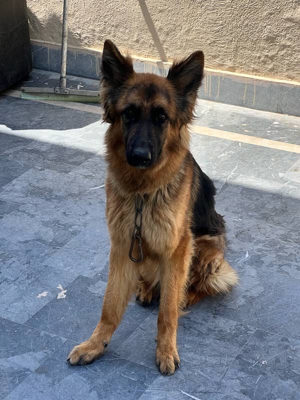 Female GSD for Sale 3