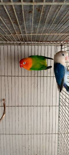 BEST QUALITY RING BIRD PARBLUE OPLINE X GREEN OPLINE PAIR BEST JUMBO.