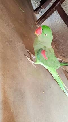 Raw Parrot for sale only Sirius person contact m