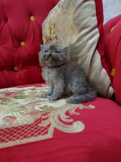 grey peki kitten cat