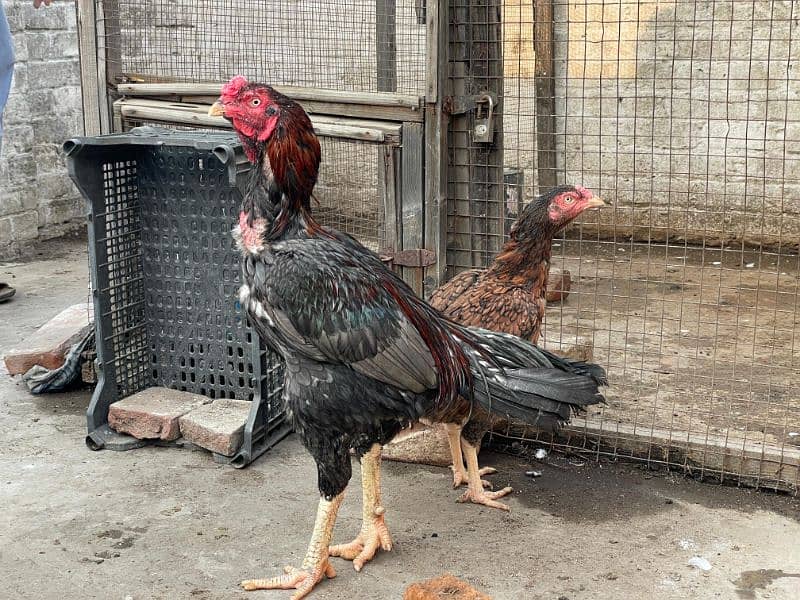 Pure Aseel Breeder Pair 3