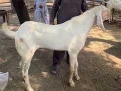 rajanpuri bakra