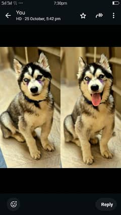 Siberian husky puppies wolly coat (tripal coat )ODD EYES blue black