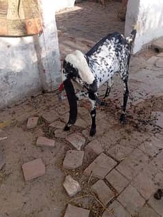 healthy and active goat, majbori ke waja say sale kr re hn,