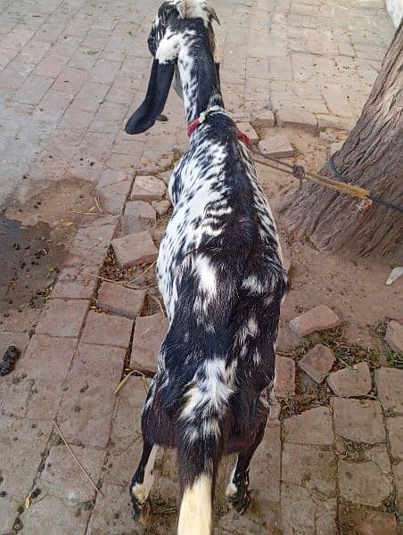 healthy and active goat, majbori ke waja say sale kr re hn, 1