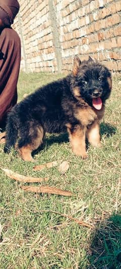 german shepherd / gsd/ dog for sale/  german shepherd male