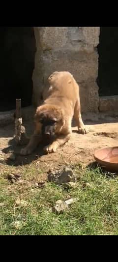 turkish kangal pups 3471545848