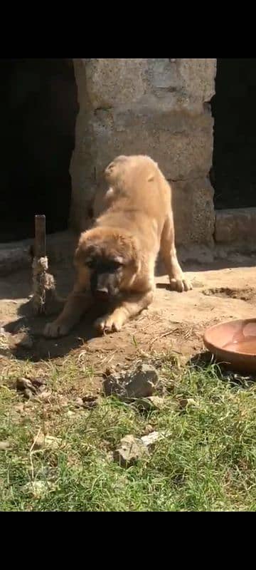 turkish kangal pups 3471545848 0