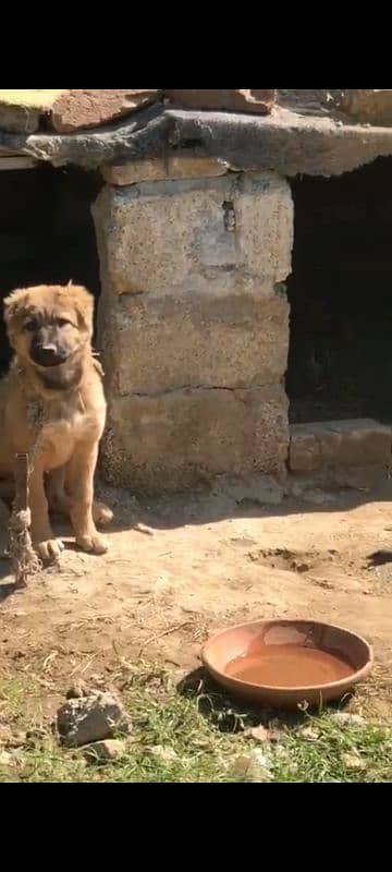 turkish kangal pups 3471545848 1