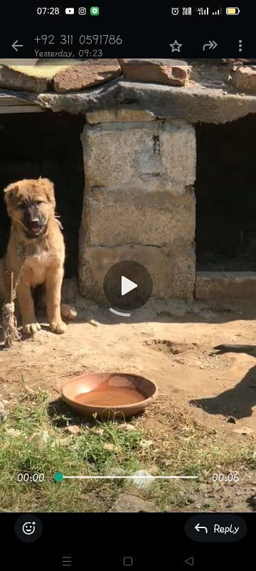 turkish kangal pups 3471545848 2