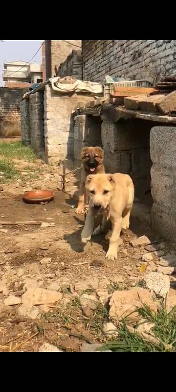 turkish kangal pups 3471545848 3