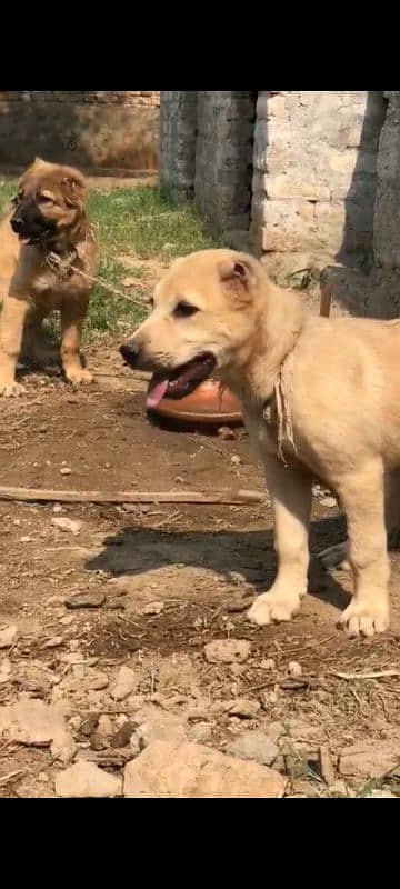 turkish kangal pups 3471545848 4