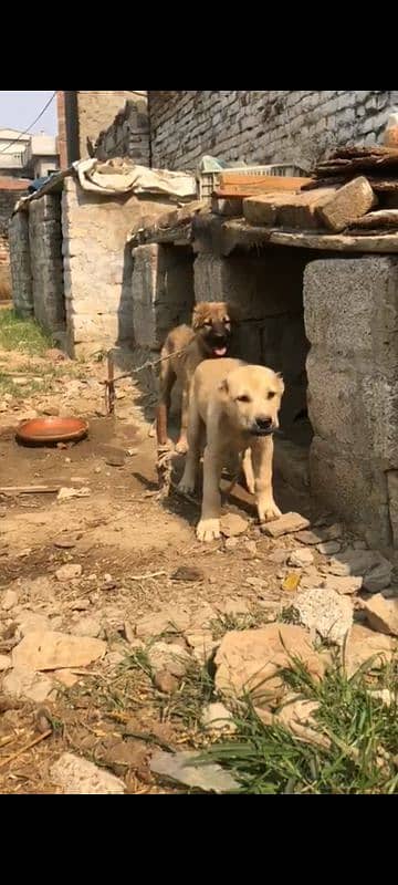 turkish kangal pups 3471545848 5