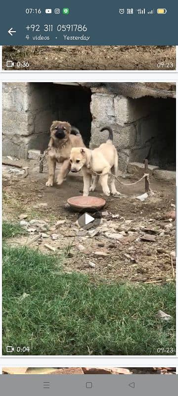 turkish kangal pups 3471545848 6