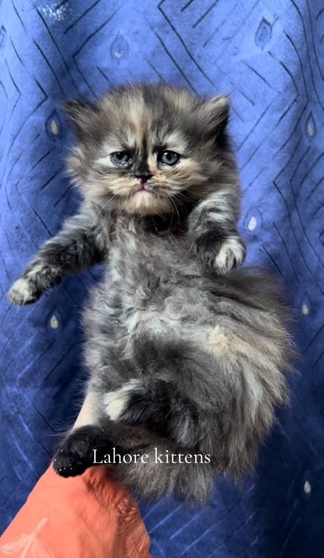 Persian punch face female kitten for sale (03035935312) 1