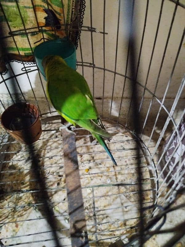 plum headed parrot at 15000/- 1