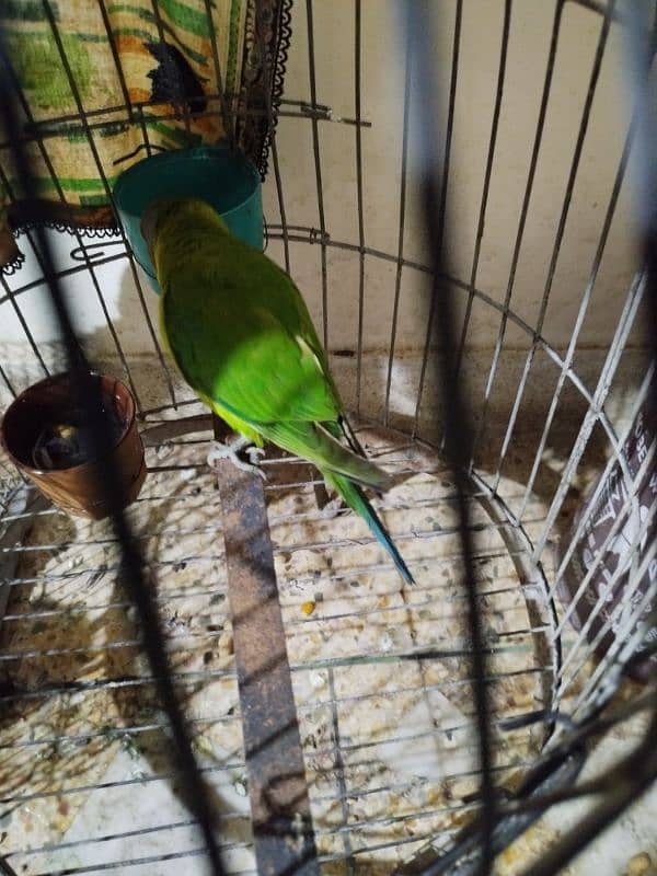 plum headed parrot at 15000/- 2