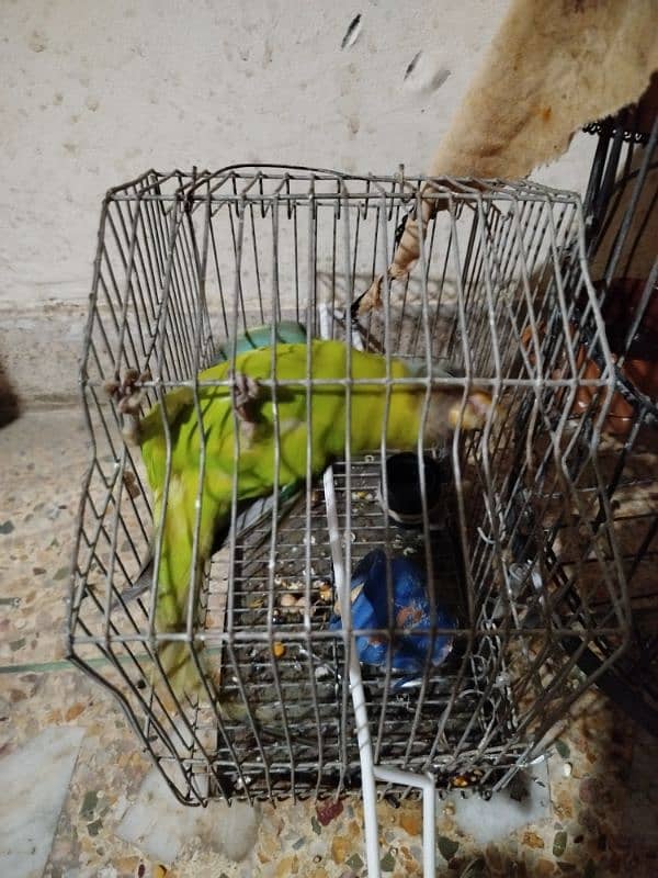 plum headed parrot at 15000/- 3