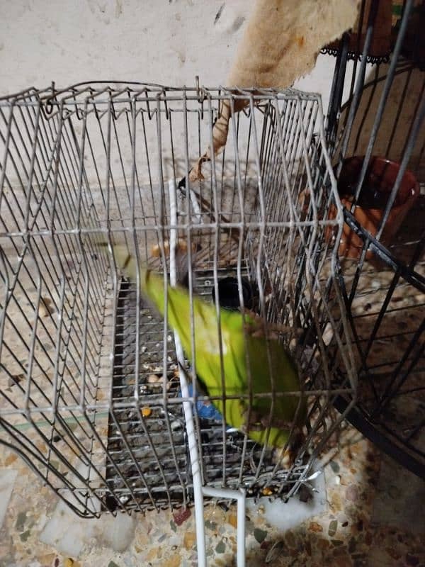 plum headed parrot at 15000/- 4