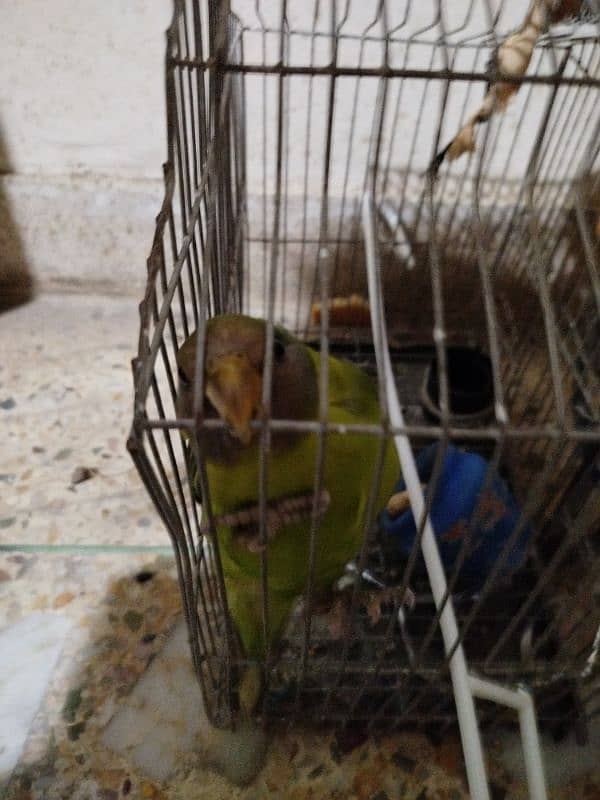 plum headed parrot at 15000/- 5