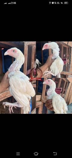 paper white heera aseel pathy pathiya chicks