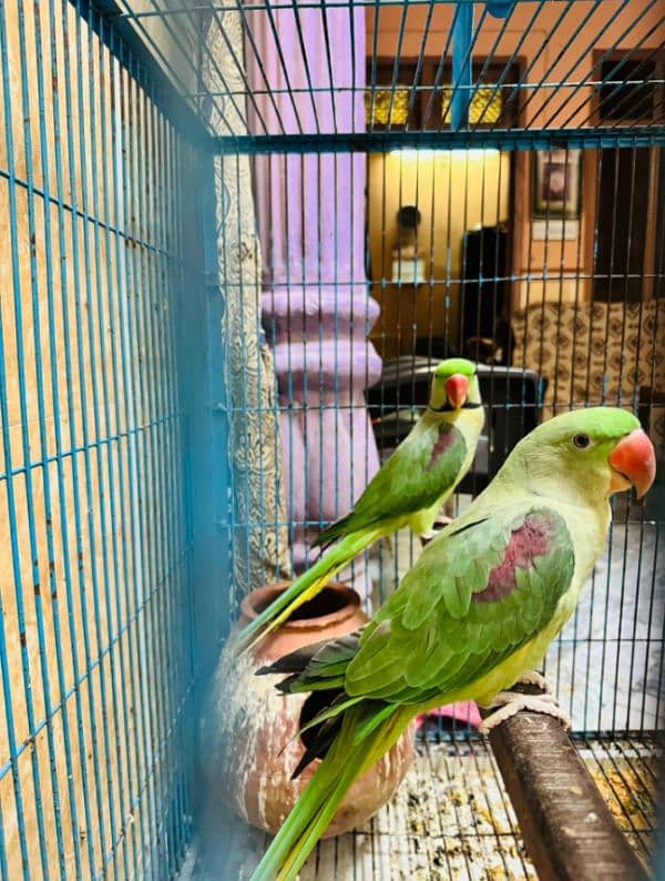 Alexandrine Parrot 0